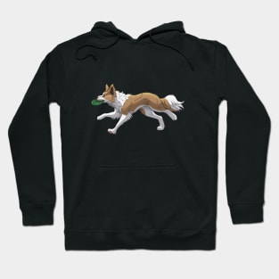 Running Golden Border Collie with Frisbee Hoodie